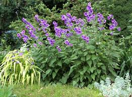 Attēlu rezultāti vaicājumam “Campanula trachelium flower”