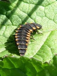Attēlu rezultāti vaicājumam “Lampyris noctiluca larva”