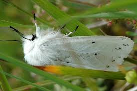 Attēlu rezultāti vaicājumam “Diaphora mendica”