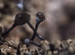 Attēlu rezultāti vaicājumam “Chaenotheca stemonea”