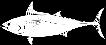 Image result for Euthynnus alletteratus