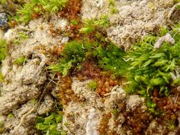 Attēlu rezultāti vaicājumam “Acaulon muticum”