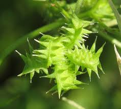Attēlu rezultāti vaicājumam “Ranunculus acris fruit”