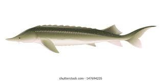 Image result for Acipenser