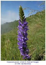 Image result for Campanula spicata