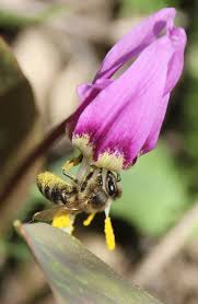 Attēlu rezultāti vaicājumam “Erythronium sibiricum flower”