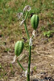 Attēlu rezultāti vaicājumam “Iris pseudacorus fruit”