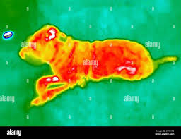 Image result for thermographie-aufnahmen