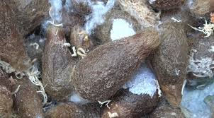 Attēlu rezultāti vaicājumam “Saturnia pavonia eggs”