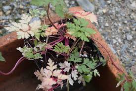 Attēlu rezultāti vaicājumam “Geranium robertianum fruit”