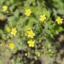 Image result for Potentilla argentea