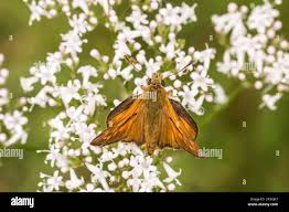 Attēlu rezultāti vaicājumam “Ochlodes sylvanus male”