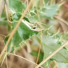 Attēlu rezultāti vaicājumam “Phylloneta cocoon”