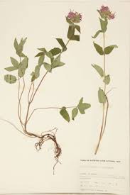 Attēlu rezultāti vaicājumam “Labiatae”