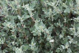 Attēlu rezultāti vaicājumam “Atriplex littoralis leaf”