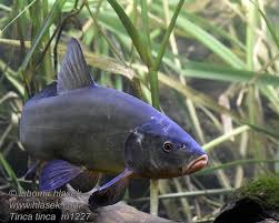 Image result for Tinca tinca