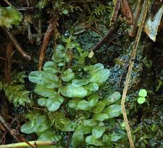 Attēlu rezultāti vaicājumam “Plagiomnium affine sporophyte”