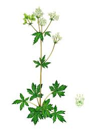 Attēlu rezultāti vaicājumam “Sanicula europaea leaf”