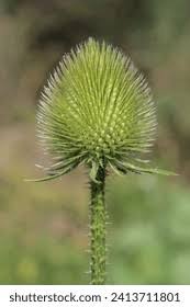 Attēlu rezultāti vaicājumam “Dipsacaceae”