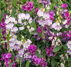 Attēlu rezultāti vaicājumam “Lathyrus latifolius”