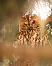 Attēlu rezultāti vaicājumam “Strix aluco female”