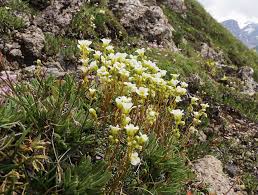 Image result for Steinbrech