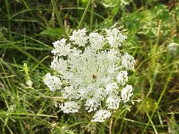 Attēlu rezultāti vaicājumam “Daucus sativus flower”
