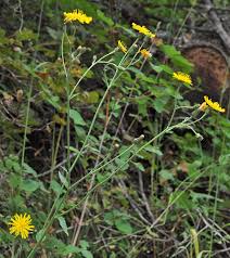 Attēlu rezultāti vaicājumam “Hieracium umbellatum”