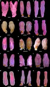 Attēlu rezultāti vaicājumam “Lycogala cf. fossiculatum”