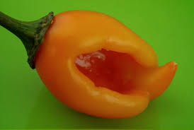 Afbeeldingsresultaat voor thai yellow hot pepper