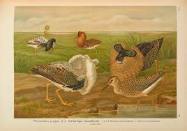 Attēlu rezultāti vaicājumam “Philomachus pugnax”