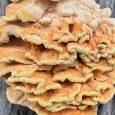 Attēlu rezultāti vaicājumam “Laetiporus sulphureus”