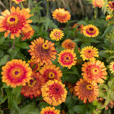 Image result for Zinnia violacea