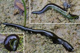 Attēlu rezultāti vaicājumam “Haemopis sanguisuga”