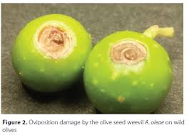 Attēlu rezultāti vaicājumam “Enteridium olivaceum macro”