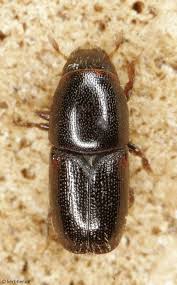 Attēlu rezultāti vaicājumam “Scolytus ratzeburgi”