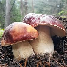 Attēlu rezultāti vaicājumam “Boletus edulis”