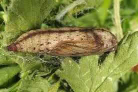 Attēlu rezultāti vaicājumam “Eulithis prunata”