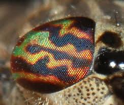 Attēlu rezultāti vaicājumam “Haematopota sp.”