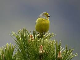 Image result for Carduelis citrinella