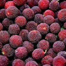 Attēlu rezultāti vaicājumam “Myrica gale fruit”