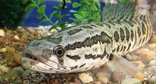 Image result for Channa argus