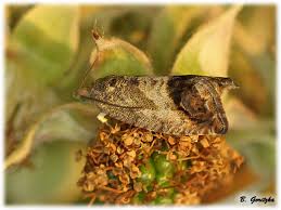 Attēlu rezultāti vaicājumam “Cydia splendana”