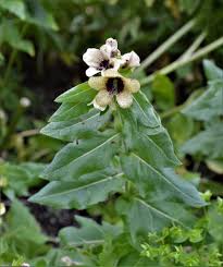 Image result for bilsenkraut