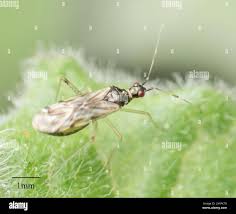 Attēlu rezultāti vaicājumam “Dicyphus sp.”