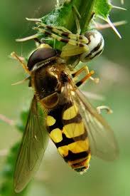 Attēlu rezultāti vaicājumam “Eupeodes corollae”