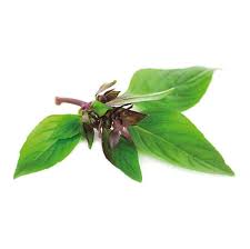 Image result for Ocimum basilicum