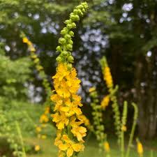 Image result for Agrimonia eupatoria