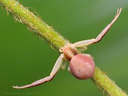 Attēlu rezultāti vaicājumam “Thomisidae”