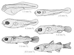 Image result for Mugil curema